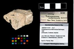 Foto (Objekt + Etikett) von Protosphaeroma ernstbrunnense (Bachmayer, 1949)  (NHMW-GEO-1990-0041-10167)